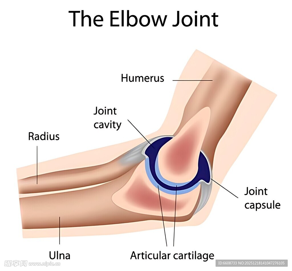 肘关节解剖结构示意图