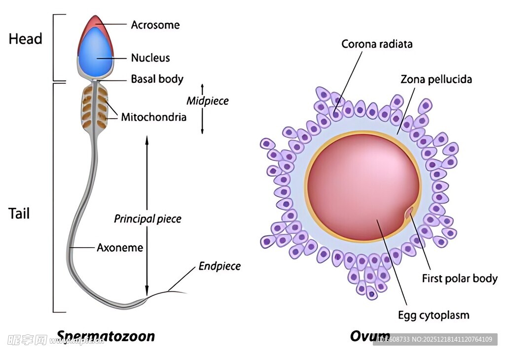 精子与卵子结构示意图