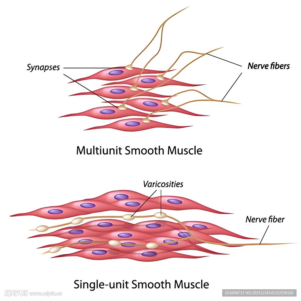 平滑肌类型对比图