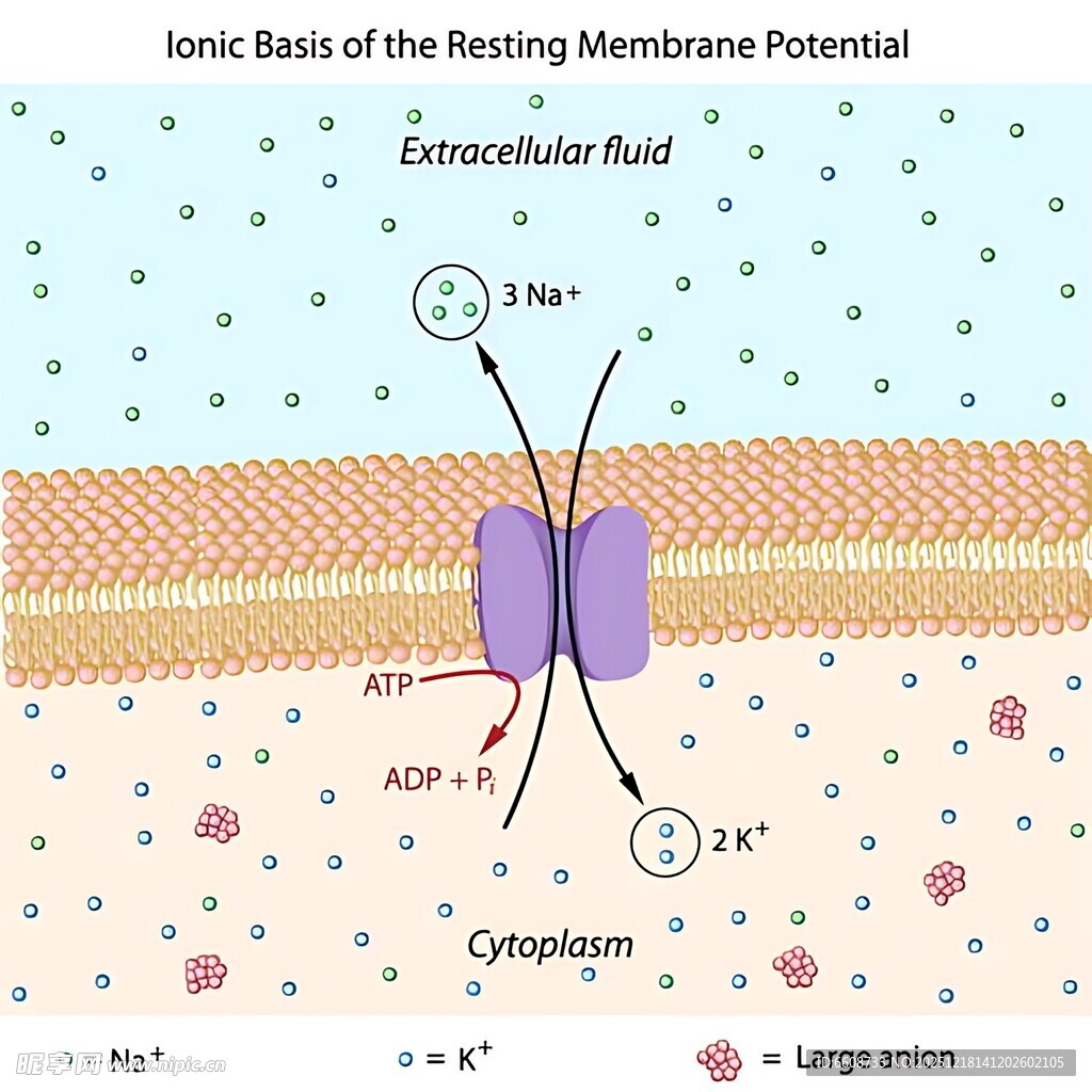 细胞膜受体蛋白结构示意图
