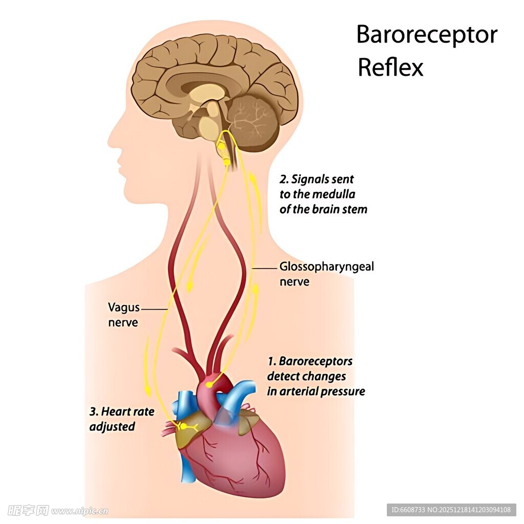 脑心反射示意图