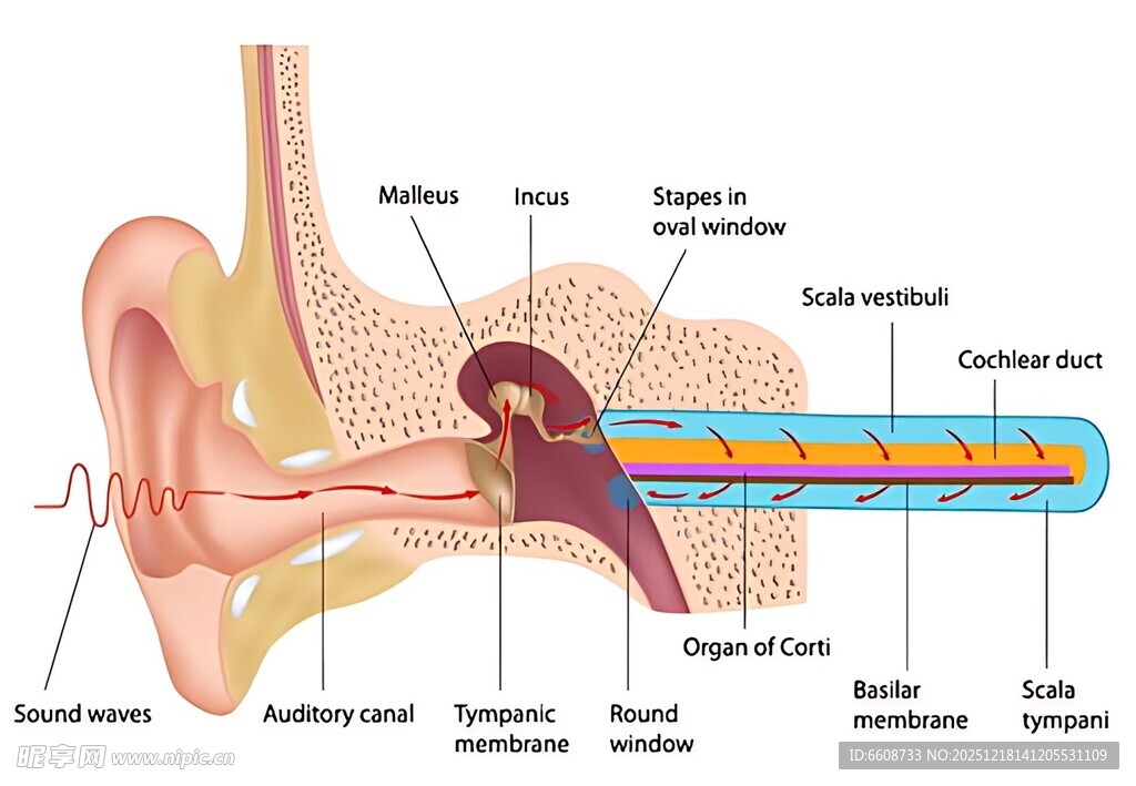 耳朵内部结构解剖图