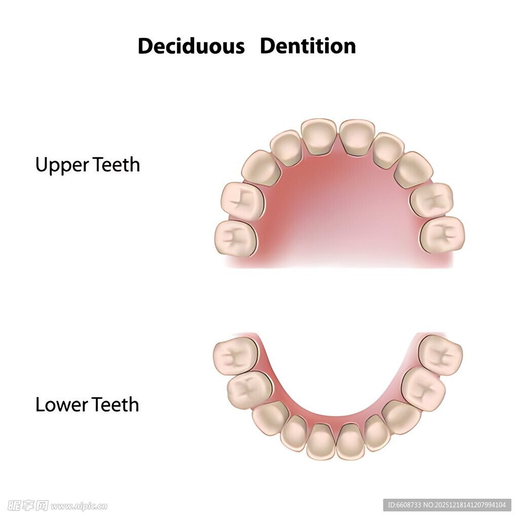 上下牙齿永久修复模型