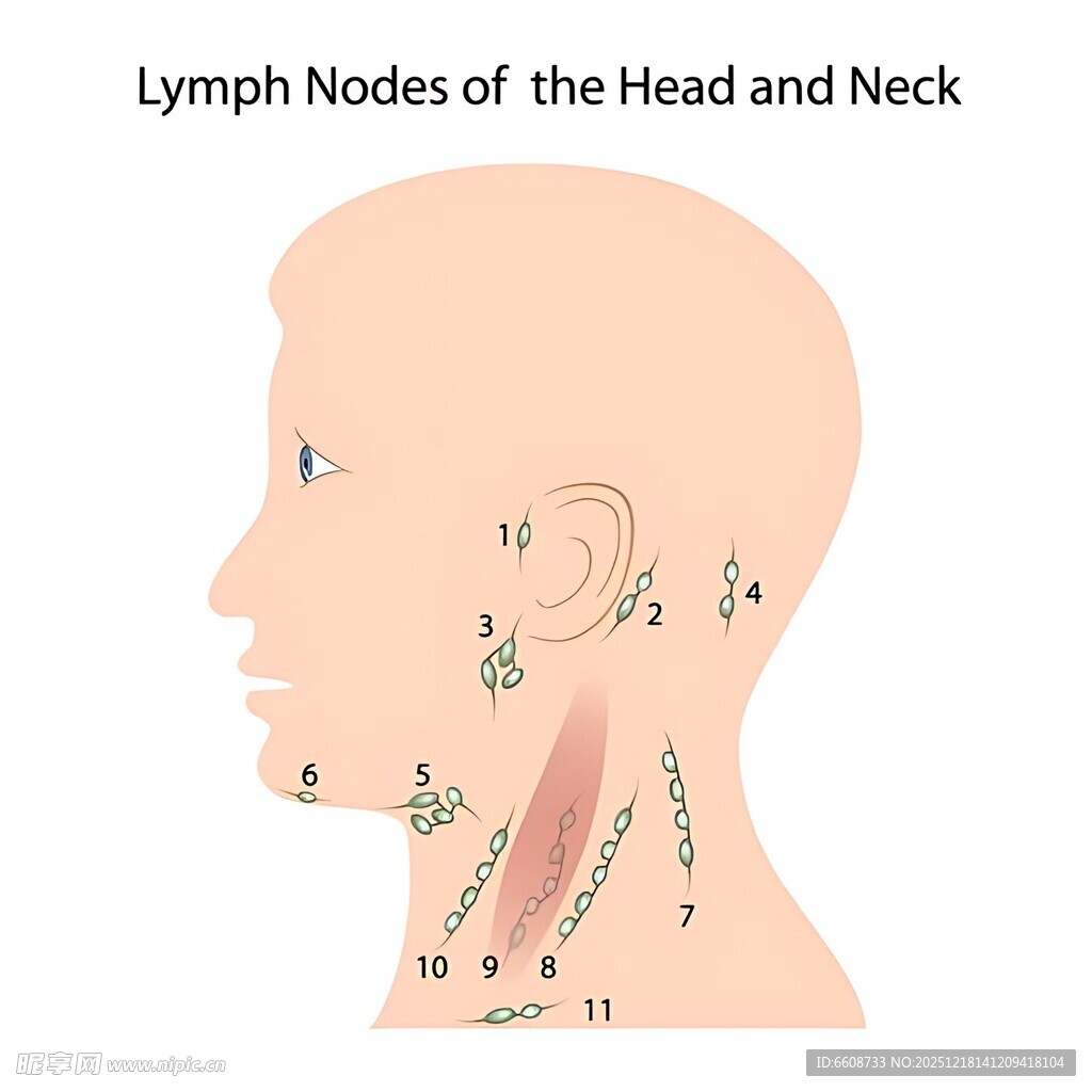 头颈淋巴模式图