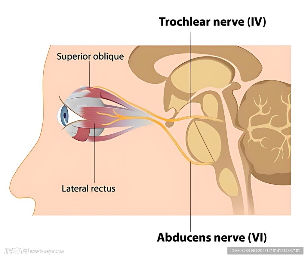 眼部肌肉解剖示意图