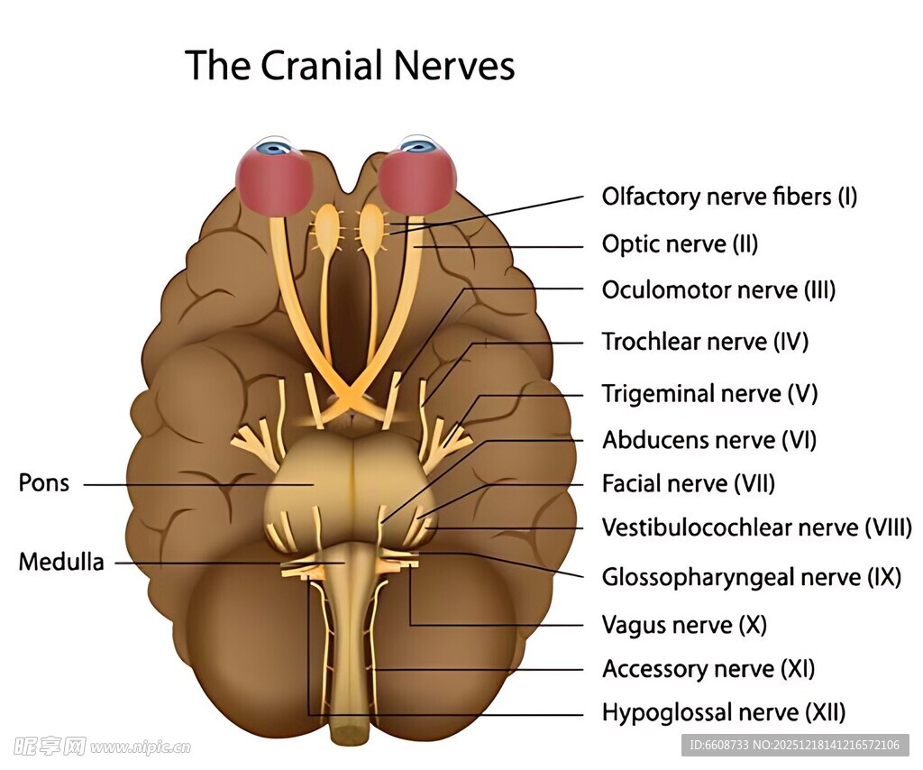 大脑神经解剖图展示