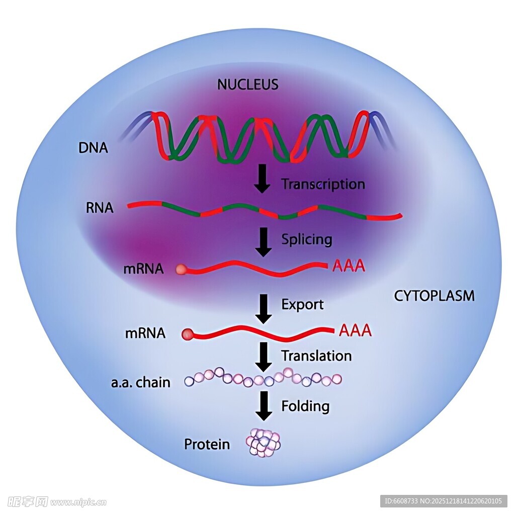 DNA转录过程示意图