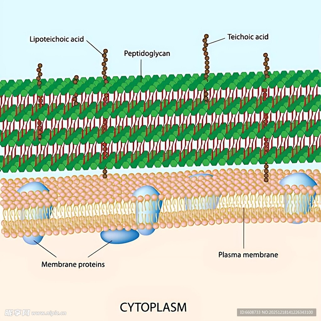 土壤结构剖面图
