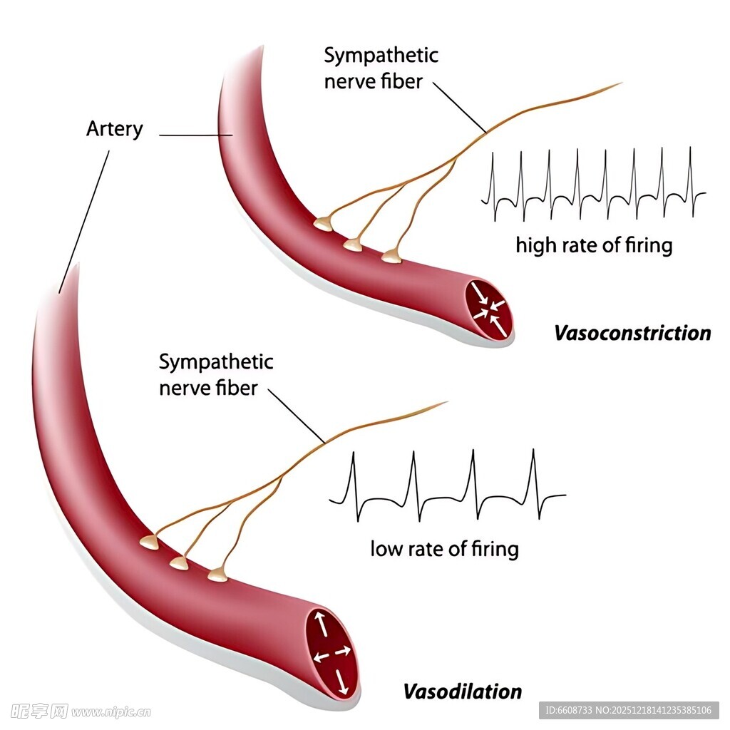 血管交感神经作用示意图