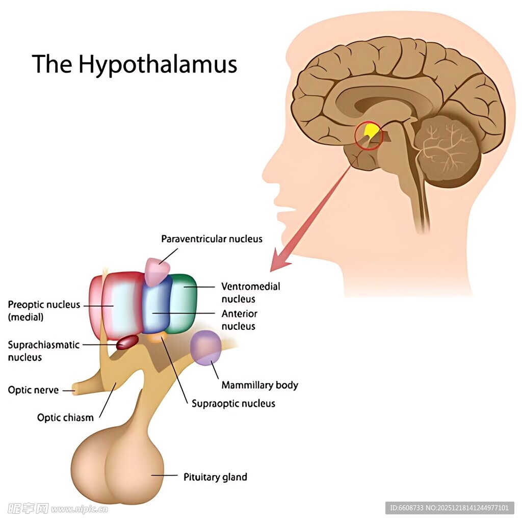下丘脑结构与功能示意图