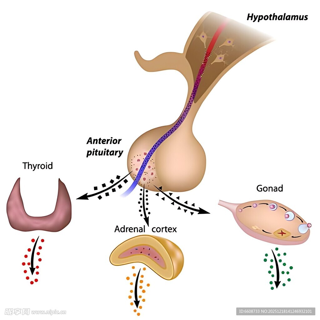 男性生殖系统生理过程图