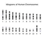 人类染色体组型图