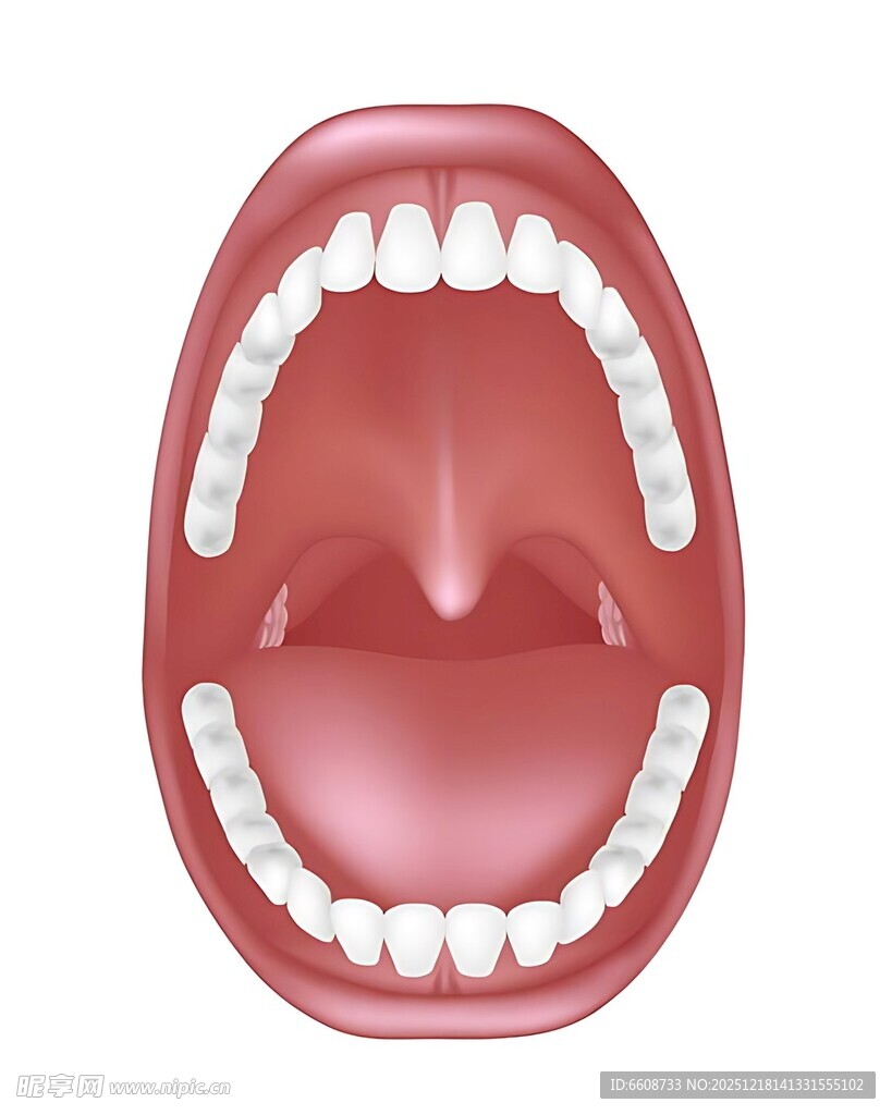 口腔模型展示牙齿结构