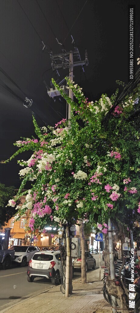 越南芽庄夜晚街头繁花盛开的树