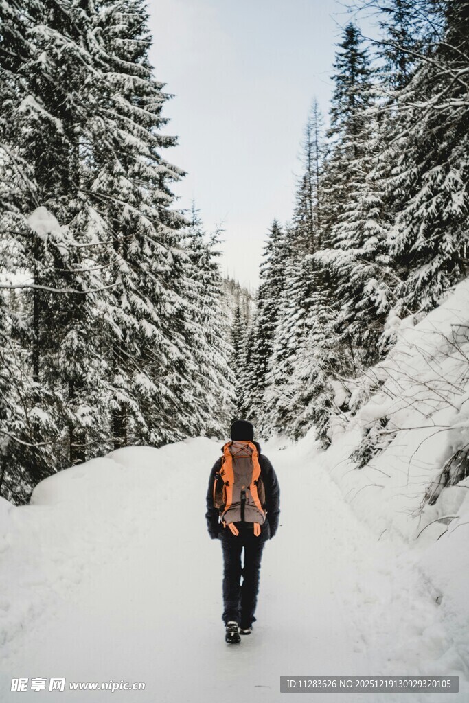 雪地徒步者穿行于松林间