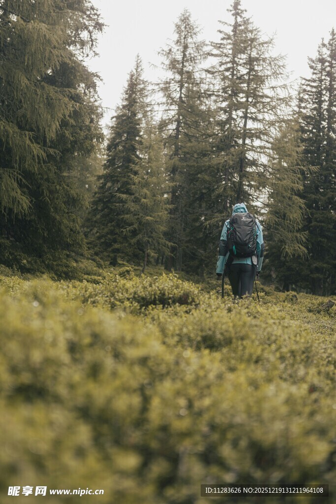 徒步者穿行于林间草地