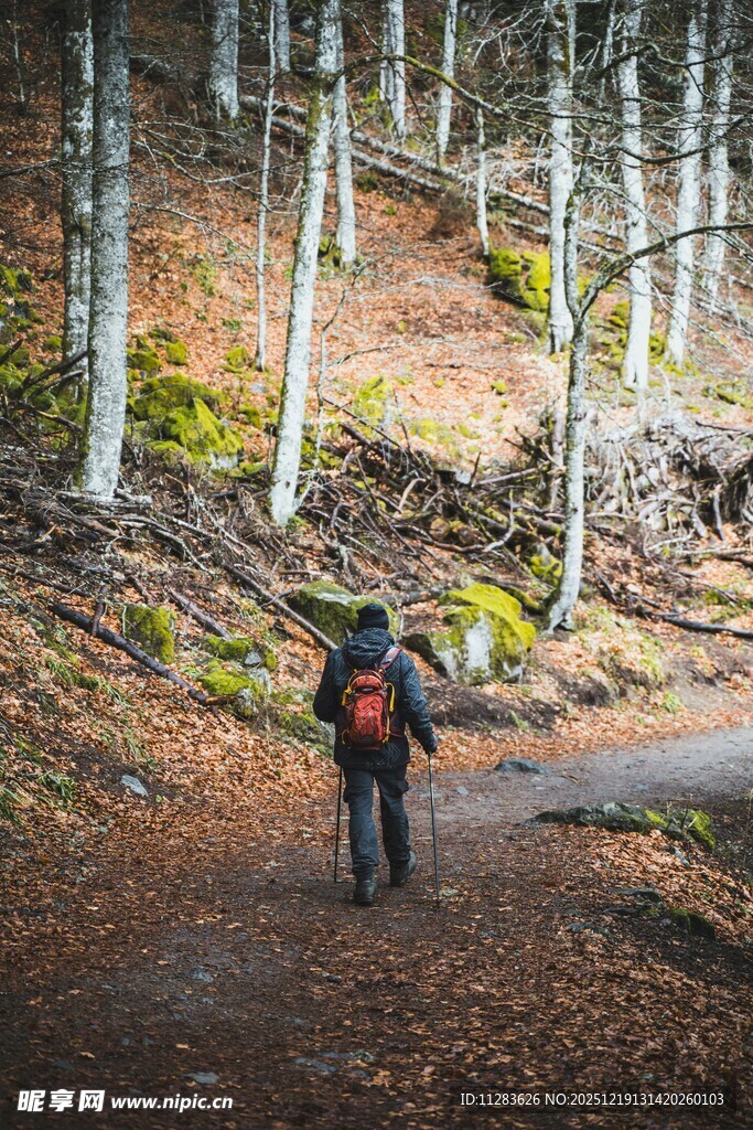 徒步者穿行于林间小道