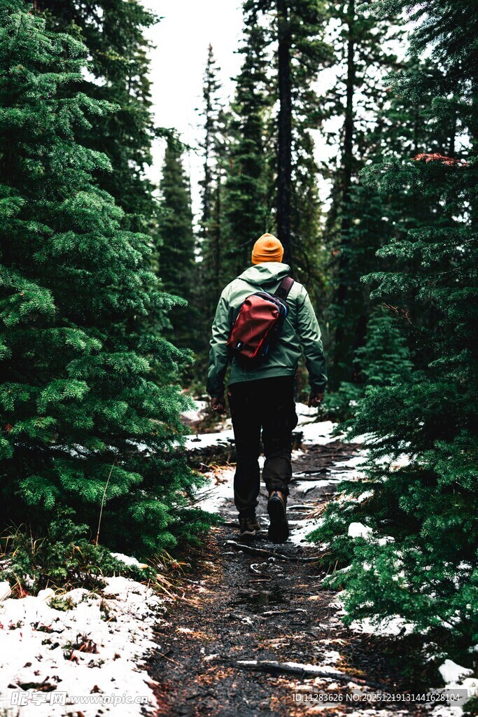 徒步者穿行于松林雪地间