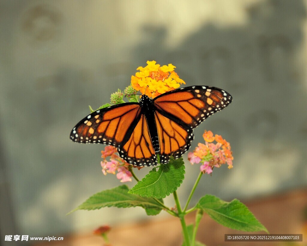 蝴蝶停驻多彩花卉上