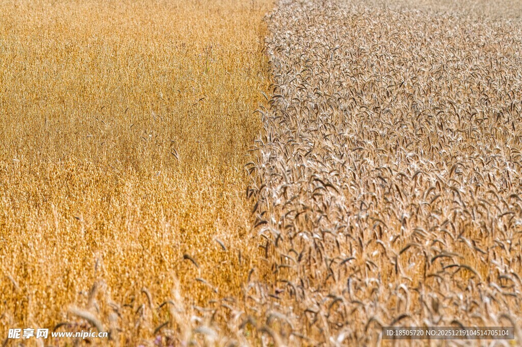 金黄麦田