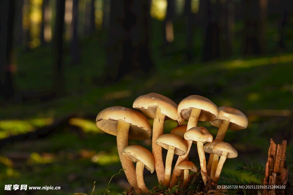 森林中簇拥生长的蘑菇