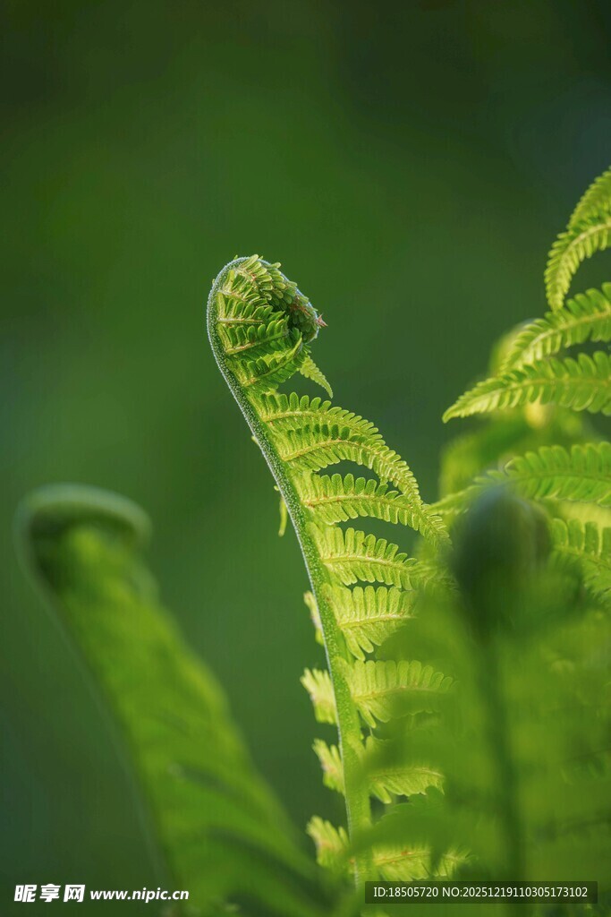 卷曲的蕨类植物叶片