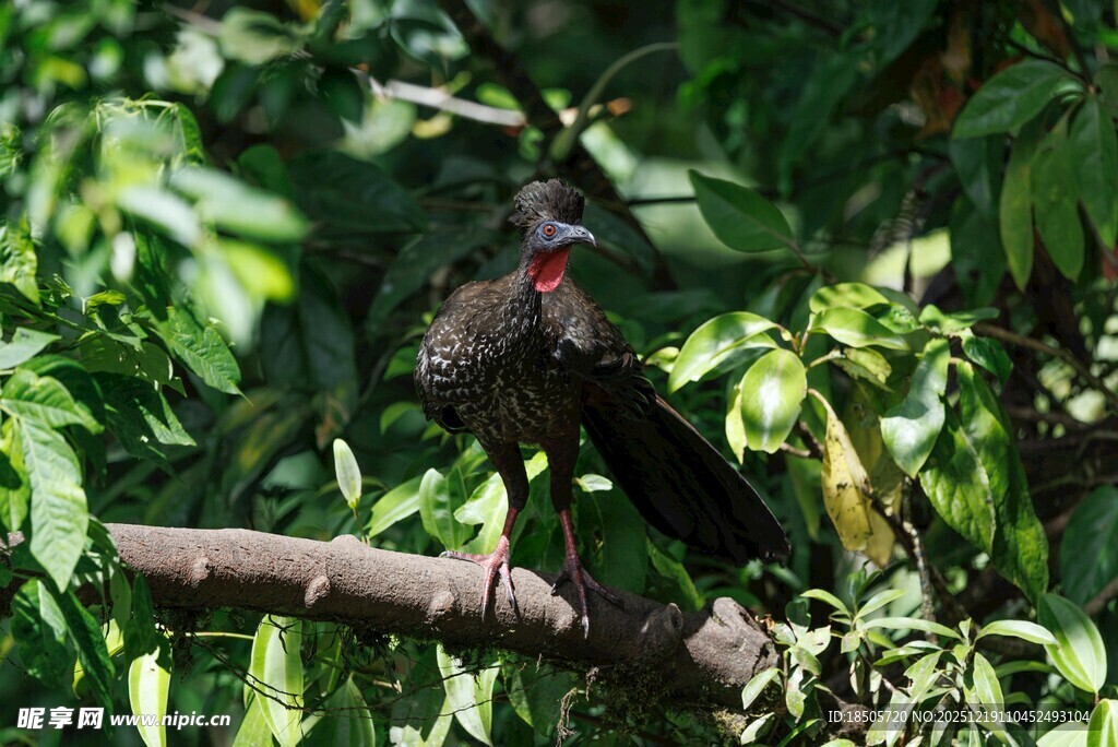 枝头栖息的美丽鸟儿
