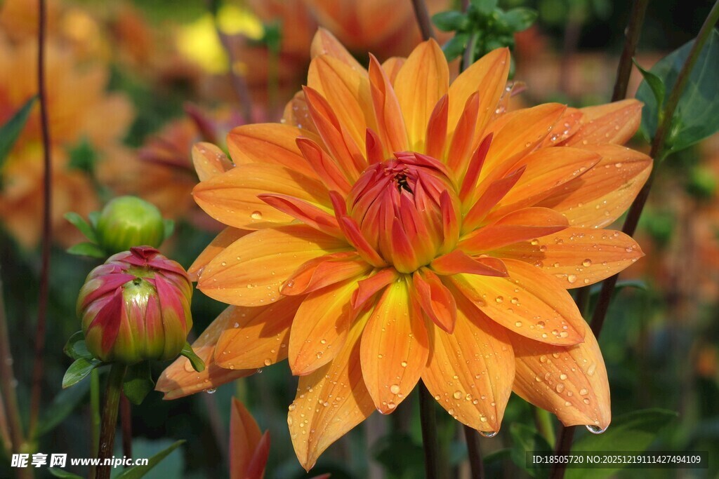 橙色大丽花绽放