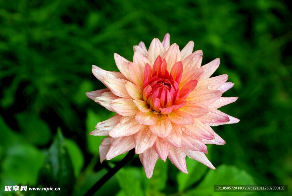 娇艳大丽花绽放