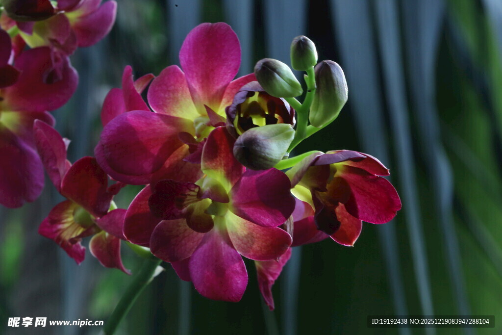 兰花风景 洋兰   温室花草风