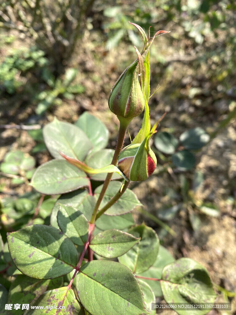 含苞待放的玫瑰植株
