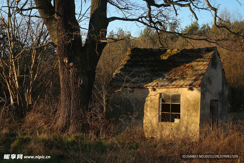 破旧小屋立于枯树旁