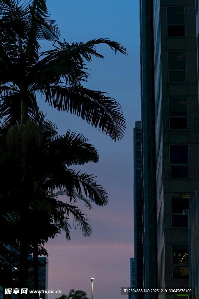 城市暮色中的棕榈树景观