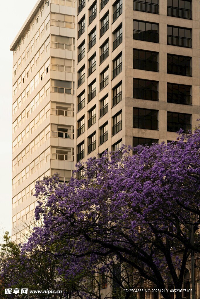 城市中绽放的紫色繁花