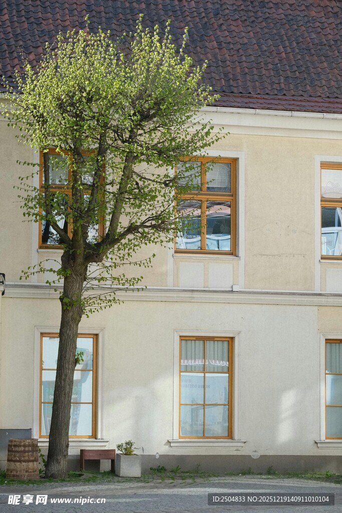 庭院中的绿树与浅色建筑