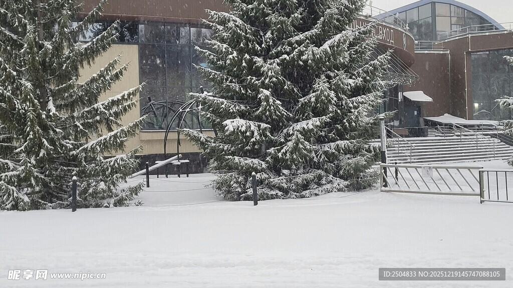 冬日雪景中的松树与建筑