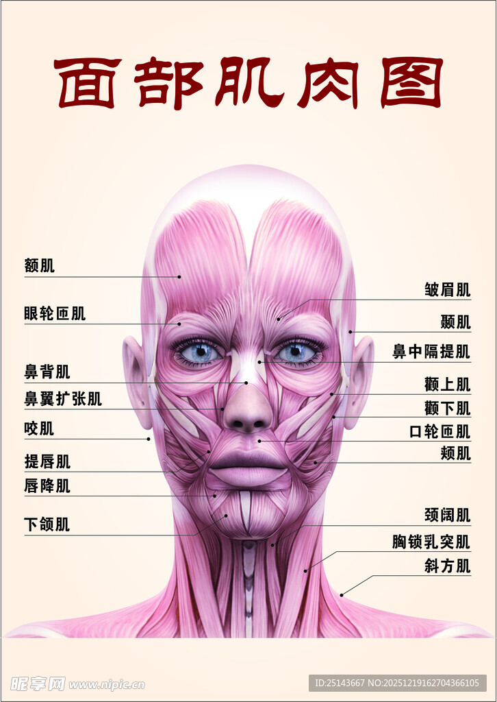 面部肌肉图