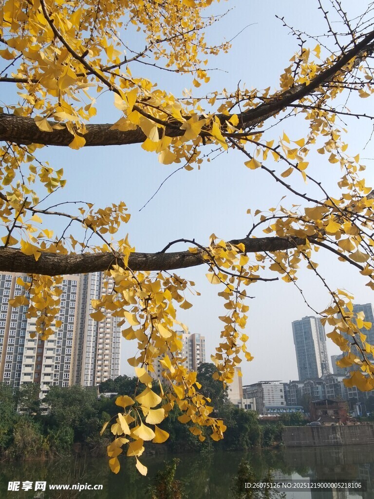 秋日银杏下的城市河畔风光