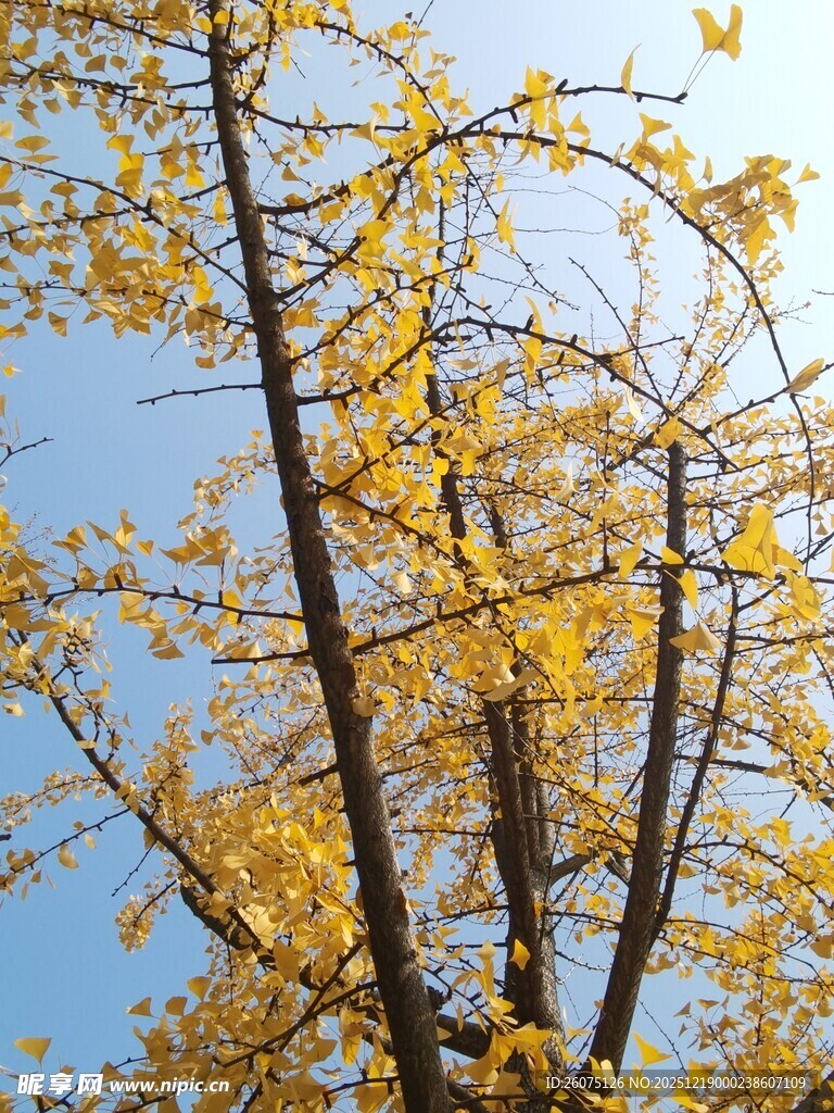 秋日银杏树枝头金黄景致