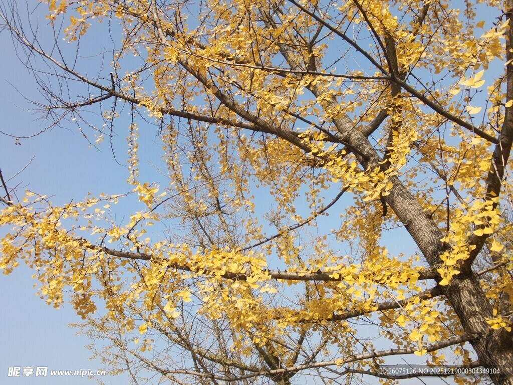 秋日金黄银杏树枝条