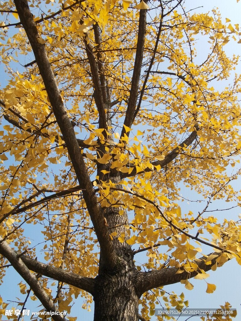 秋日银杏下的静谧景象