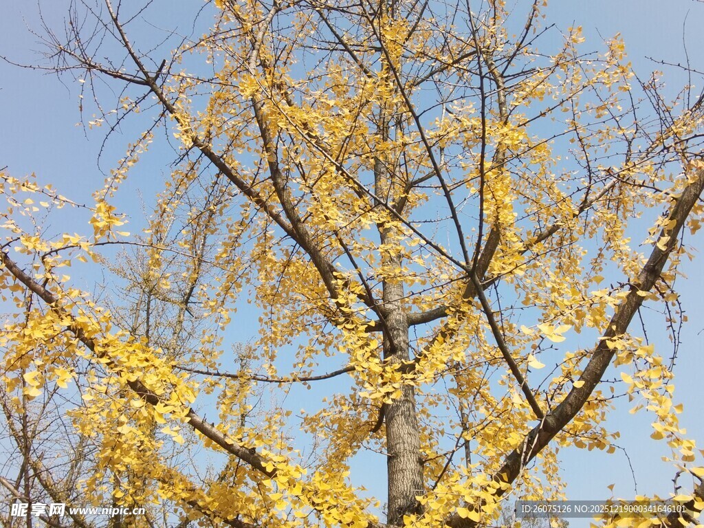 秋日金黄银杏树枝条