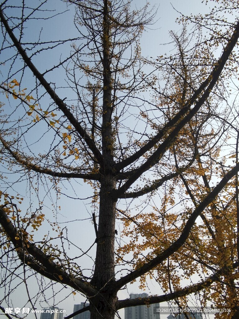 冬日光秃树枝景象