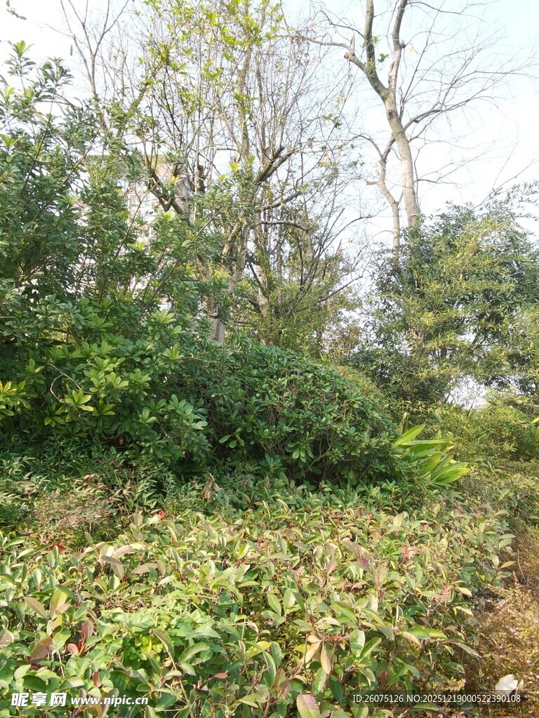 野外繁茂植被景象