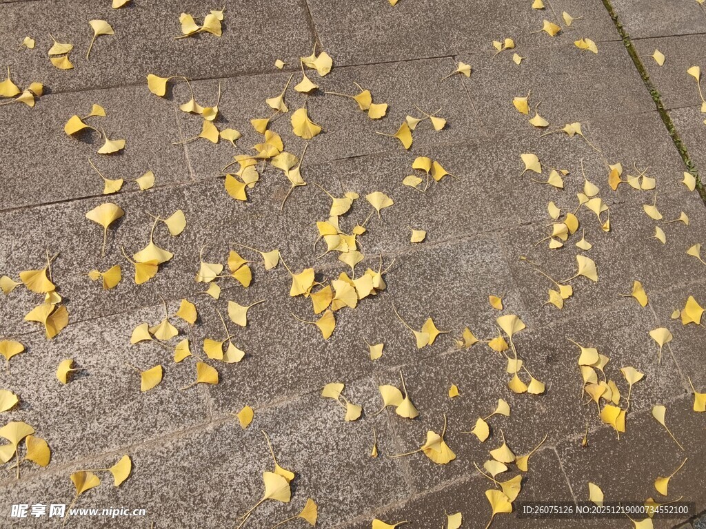 地面散落的金黄落叶