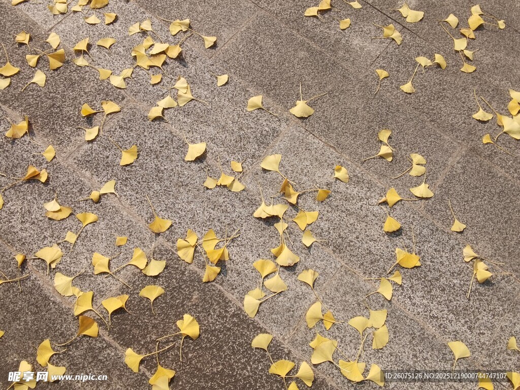 地面散落的金黄树叶