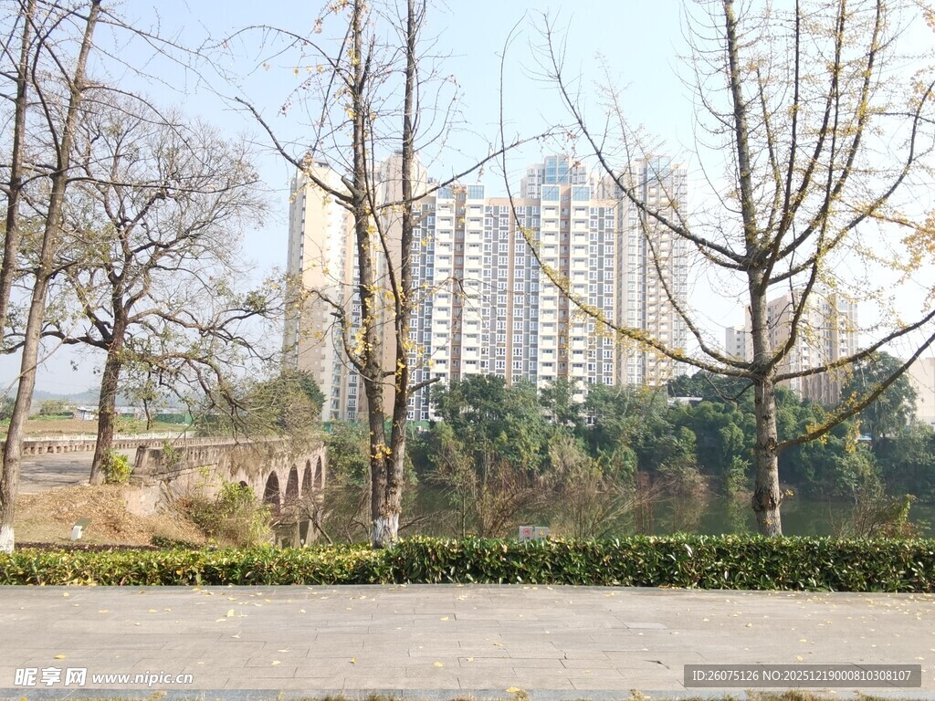 城市河畔冬日树木景观