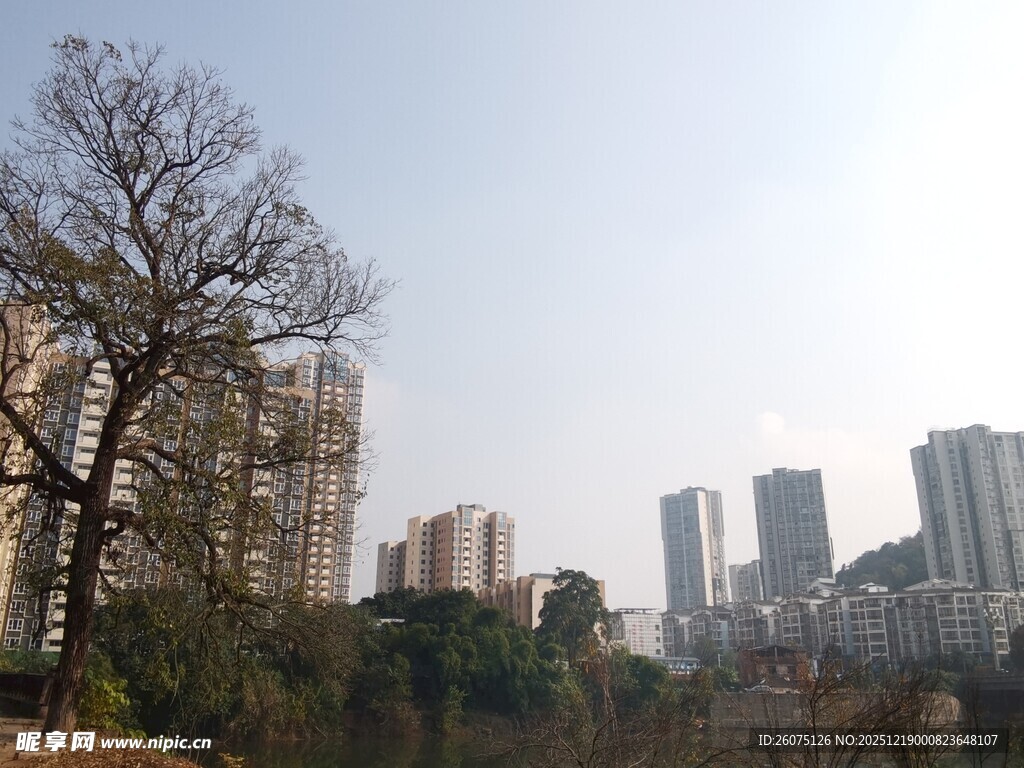 城市远景中的树木与高楼