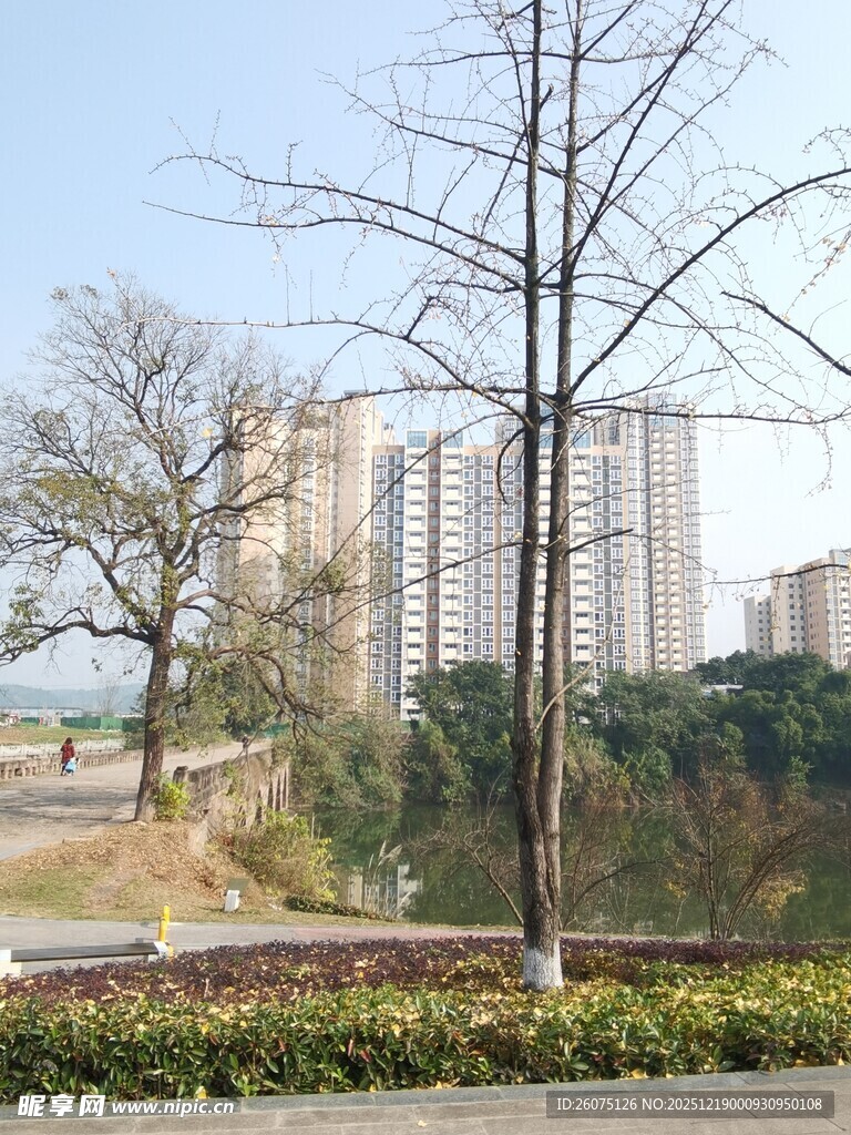 城市中萧瑟的树木与高楼