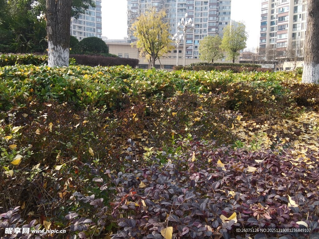 秋日公园多彩灌木丛